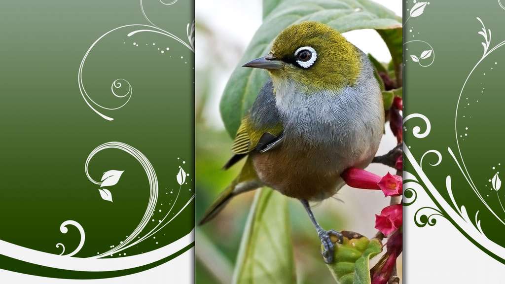 Le zostérops à dos gris Le zostérops à dos gris