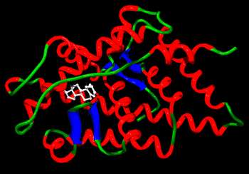 Un récepteur des androgènes lié à la testostérone. On montre ici la structure secondaire d'un récepteur en rouge, vert et bleu avec le stéroïde en blanc. © Tim Vickers, domaine public