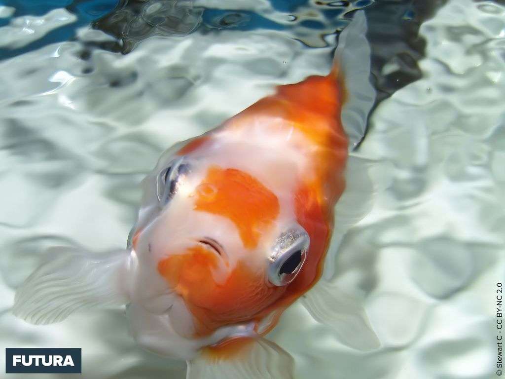 Fond d'écran | Poisson rouge