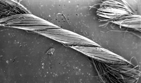 Fil de coton constitué de plusieurs fibres © MEB