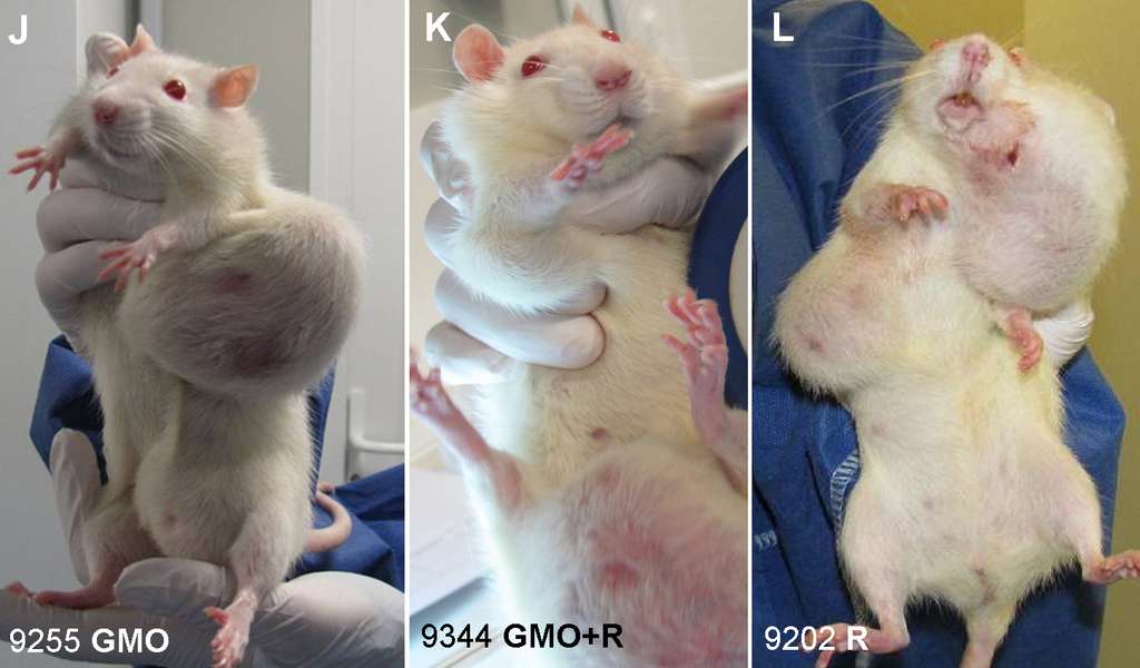 Les photos de rats avec ces tumeurs énormes ont fait le tour du monde. L'Efsa reproche aux auteurs de l'étude sur les OGM la souche de rongeurs choisie puisque ces animaux ont tendance à en développer naturellement. © Séralini et al., Food and Chemical Toxicology