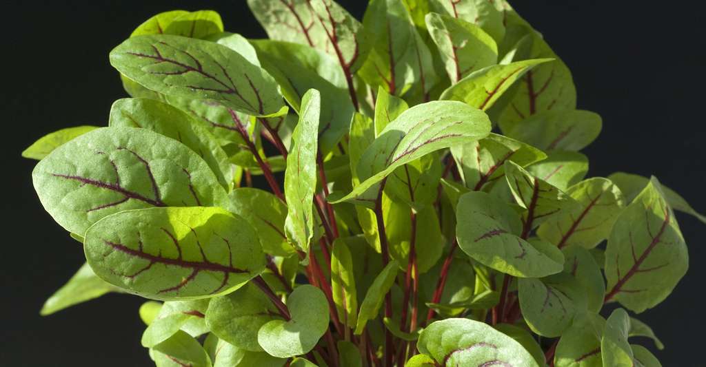 Sorrel, a wild salad: cultivation and benefits of the plant ...