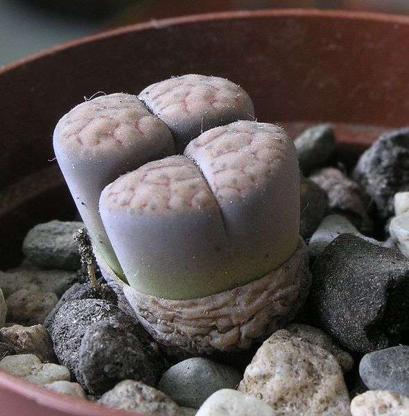 Lithops schwantesii Lithops schwantesii