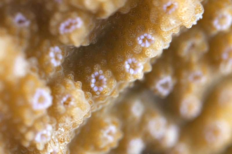 Le corail : une colonie d'animaux mais aussi, à l'échelle d'un récif, un milieu particulièrement riche et sensible aux variations de températures de l'eau. © A. Amiel / Kahika i/ Tara Oceans