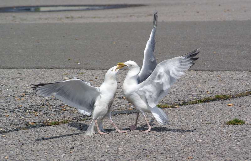 Deux goélands adultes se battant. © Ricky, CC-by-2.0