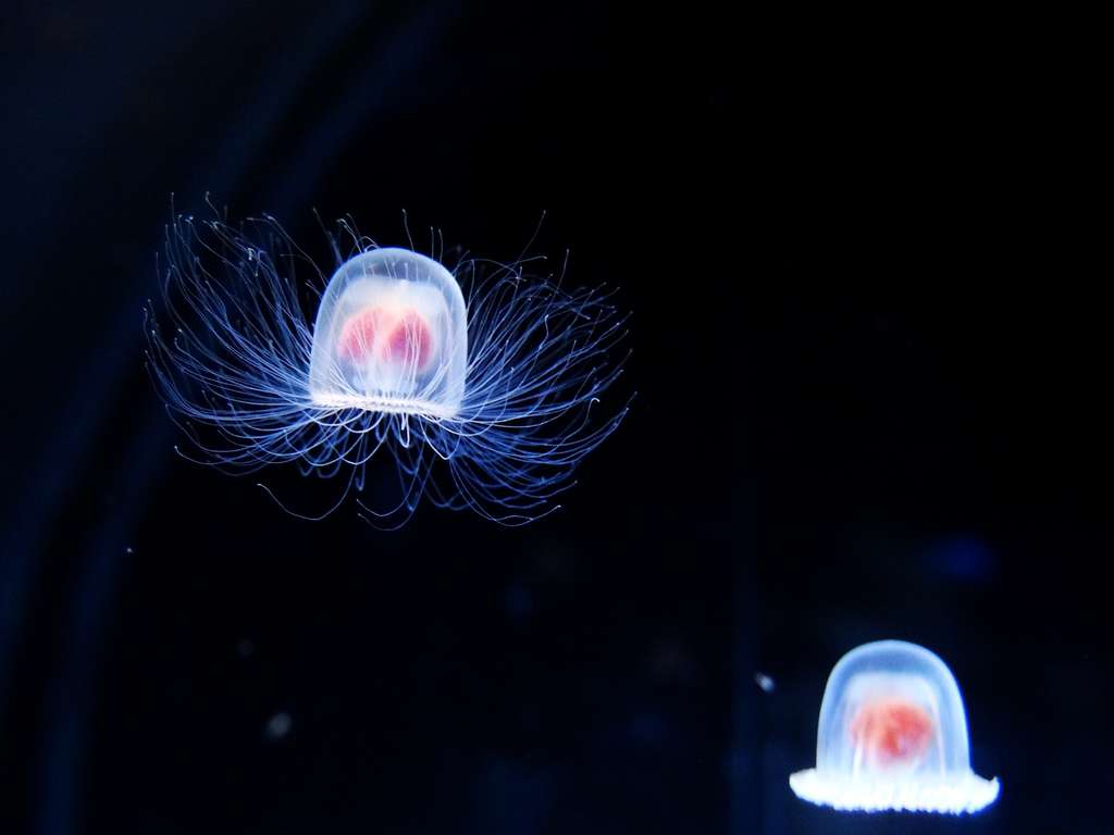 Au lieu de mourir, la méduse Turritopsis nutricula rajeunit en polype. © muzina shanghai, Flickr CC by-nc-sa 2.0