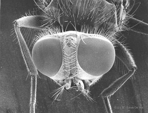 Tête de Diptère photographiée à l'aide d'un MEB (microscope électronique à balayage). © L. de Vos, reproduction et utilisation interdites