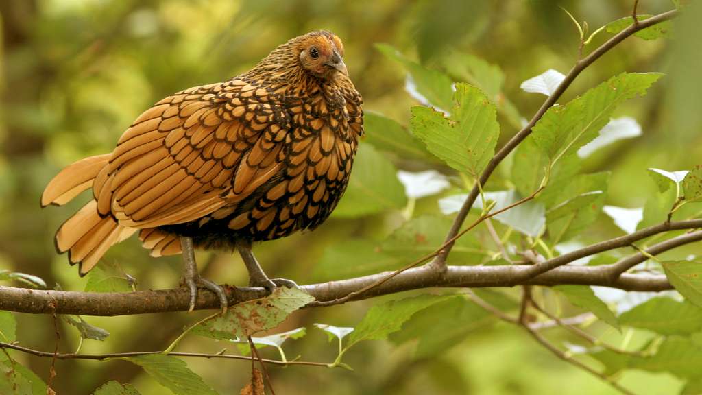 La sebright, une poule naine élégante La sebright, une poule naine élégante