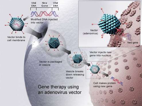 Thérapie génique à base d'un adénovirus : un nouveau gène est inséré dans la cellule permettant la synthèse d'une nouvelle protéine. © NIH, Wikipédia Commons public Domain