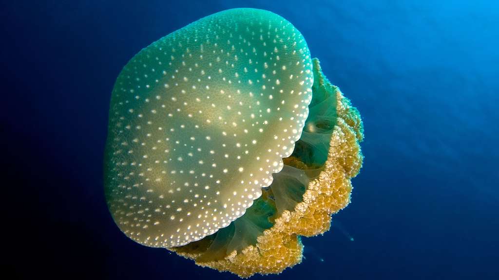 Phyllorhiza punctata, la méduse à pois blancs Phyllorhiza punctata, la méduse à pois blancs