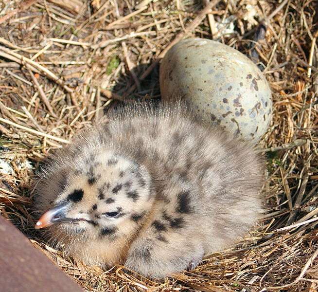Poussin au nid avec un œuf. © John Haslam, CC-by-2.0