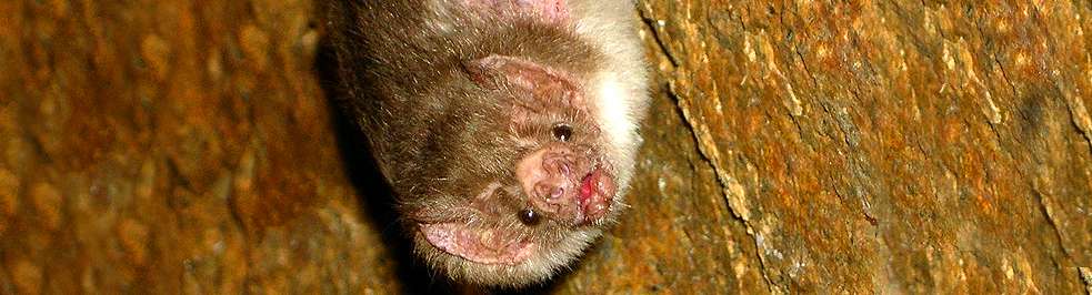 Pas bête, la chauve-souris vampire ! © Wikimedia Commons
