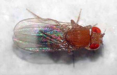 Drosophila melanogaster. Source Commons