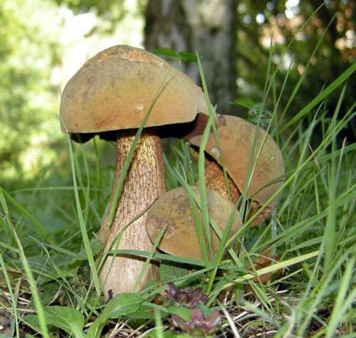 Le bon cueilleur de champignons respecte le lieu et les règles établies. Voici le Boletus luridus ou bolet blafard. © JPLM GNU FDL 1.2