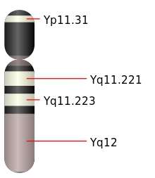 Le gène Sry se retrouve sur en position Yp11.31, c'est-à-dire sur le bras court du chromosome Y. © Mysid, Wikipédia, DP