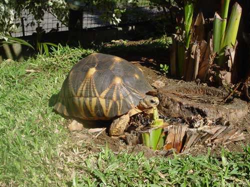 La tortue malgache, une tortue terrestre. © Philippe Mespoulhé - Tous droits de reproduction interdit