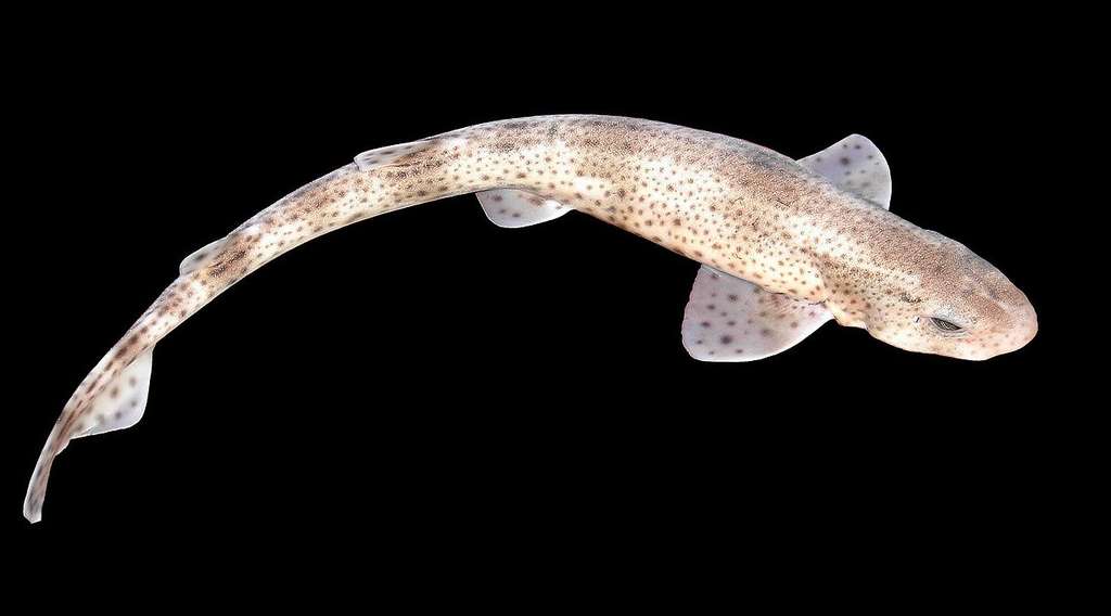 La petite roussette est, parmi les poissons cartilagineux, un élasmobranche (ou sélacien), qui fait environ 80 cm de longueur. Petit requin, mais avec du caractère. © Hans Hillewaert, cc by-sa 4.0