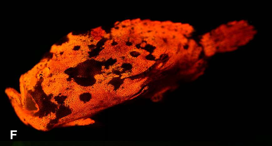 Le poisson-grenouille verruqueux Antennarius maculatus est aussi biofluorescent. La lumière qu'il réémet est dans les tons plutôt orangés. Ce poisson peut mesurer jusqu'à 15 cm et se trouve dans l'indopacifique ouest. © Sparks et al., Plos One, 2014