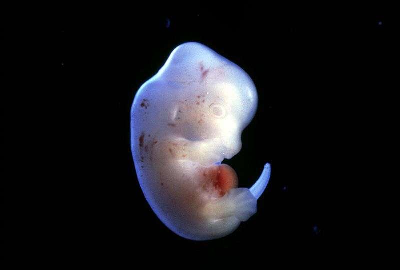 C'est la première fois que des embryons hybrides humains-animaux vont pouvoir croître à terme. © SciencesPictures, itd/SPL 