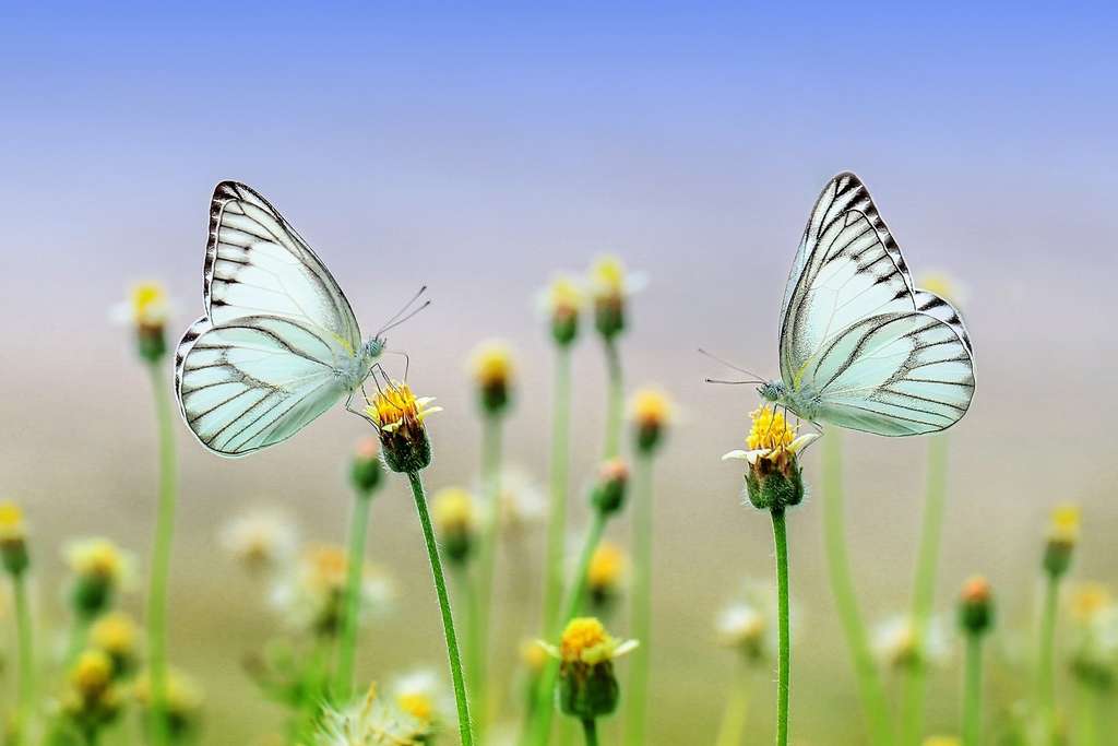 La beauté fragile de la biodiversité. © ROverhate, Pixabay, DP