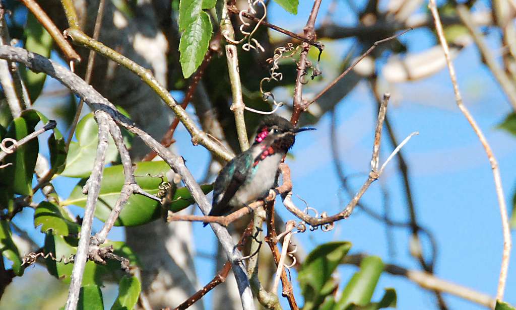 Le colibri d'Elena, pas plus grand qu’une abeille Le colibri d'Elena, pas plus grand qu’une abeille