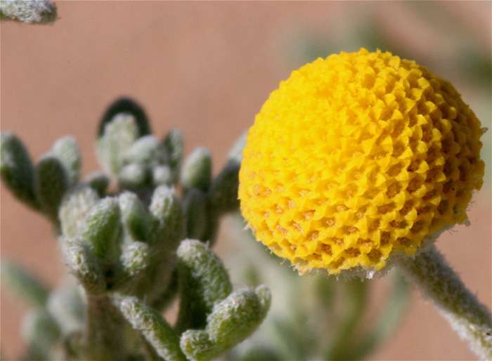 Flore du Maroc - Cotula cinerea. Flore du Maroc - Cotula cinerea.