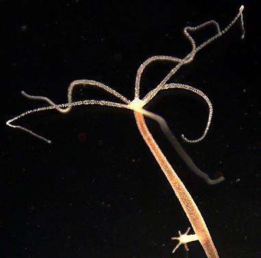 Certaines méduses, comme ici Hydra Oligactis, dégainent en 700 nanosecondes ! (Crédits : www.ville-ge.ch)