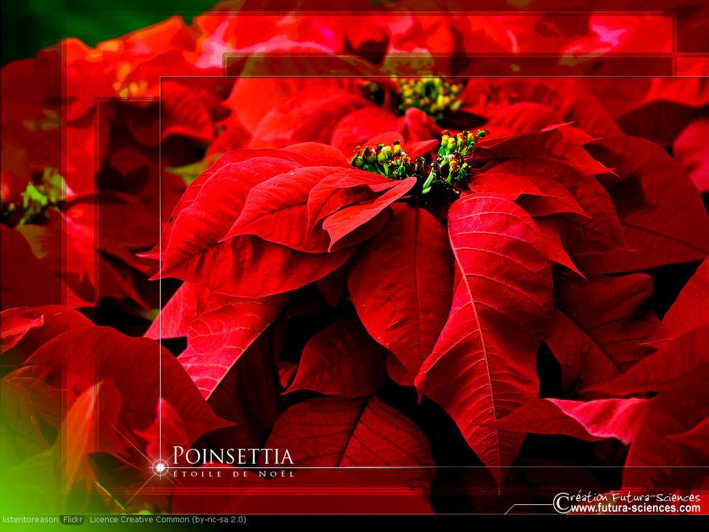 Poinsettia, étoile de Noël
