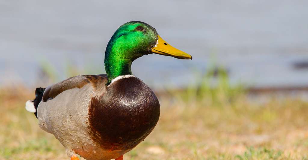 La puce du canard peut transmettre la dermatite du baigneur. © Belen Bilgic Schneider, Shutterstock