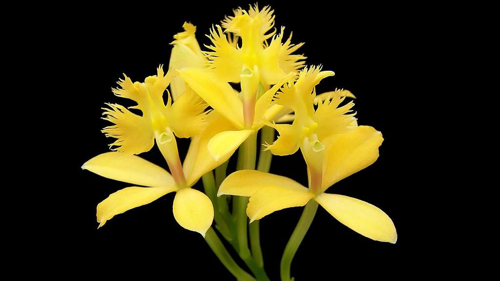 Un épidendron jaune ou Epidendrum ibaguense Un épidendron jaune ou Epidendrum ibaguense