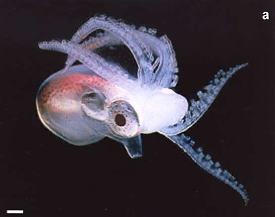Un mâle du genre Tremoctopus violaceus d'à peine quelques centimètres. © Julian Finn, New Zealand Journal of Marine and Freshwater Research