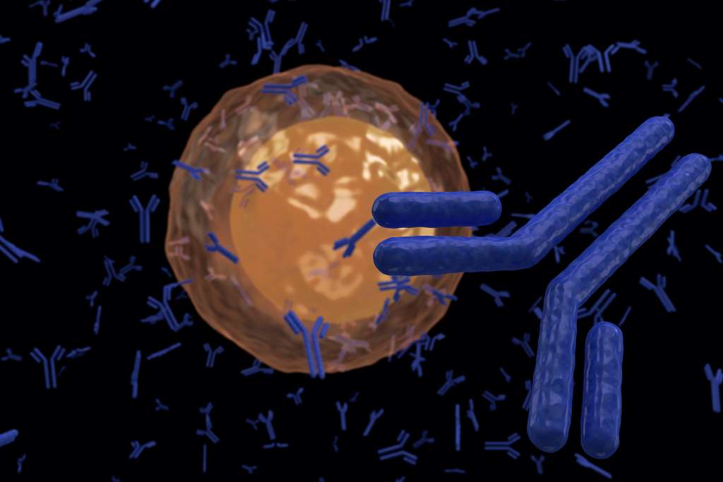Les plasmocytes sont une forme de lymphocytes B à longue durée de vie qui résident dans la moelle épinière. © extender_01, Adobe Stock