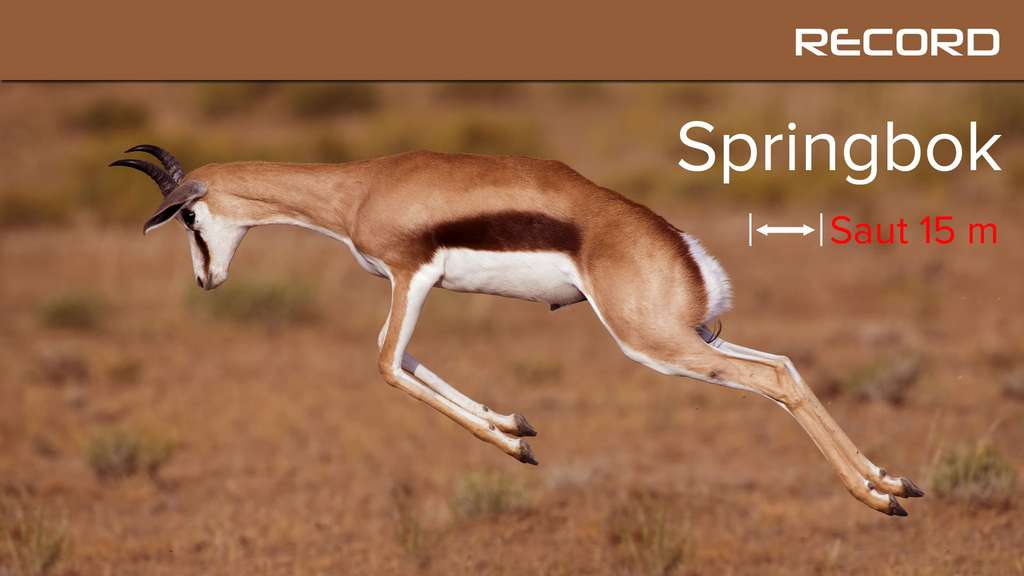 Le springbok, l'antilope montée sur ressorts Le springbok, l'antilope montée sur ressorts
