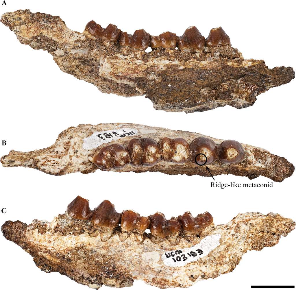 Partie de la mâchoire inférieure gauche de Beornus honeyi comprenant les troisième et quatrième prémolaires ainsi trois molaires. © Atteberry and Eberle, 2021
