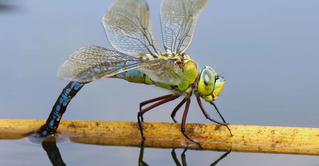 Anax imperator déposant ses oeufs. © Christian Fischer, Wikimedia commons, CC by-sa 3.0