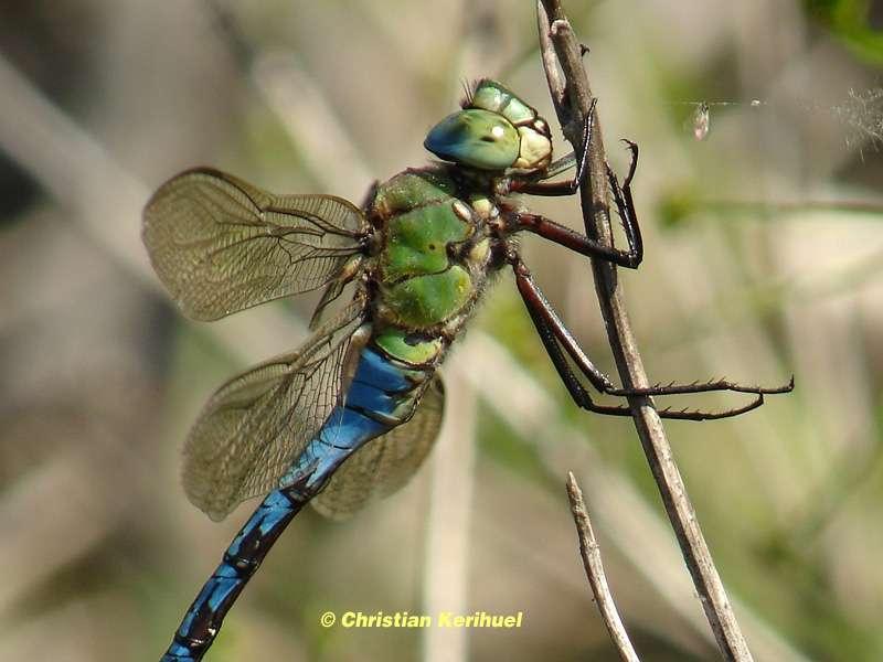 L'Anax empereur, ou Anax imperator, l'une des plus grandes libellules L'Anax empereur, ou Anax imperator, l'une des plus grandes libellules