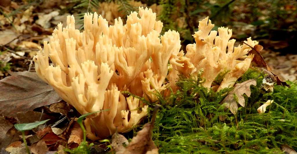 La clavaire droite (Ramaria stricta) est un étrange champignon sans lamelles. © Stephen Farhall, Shutterstock