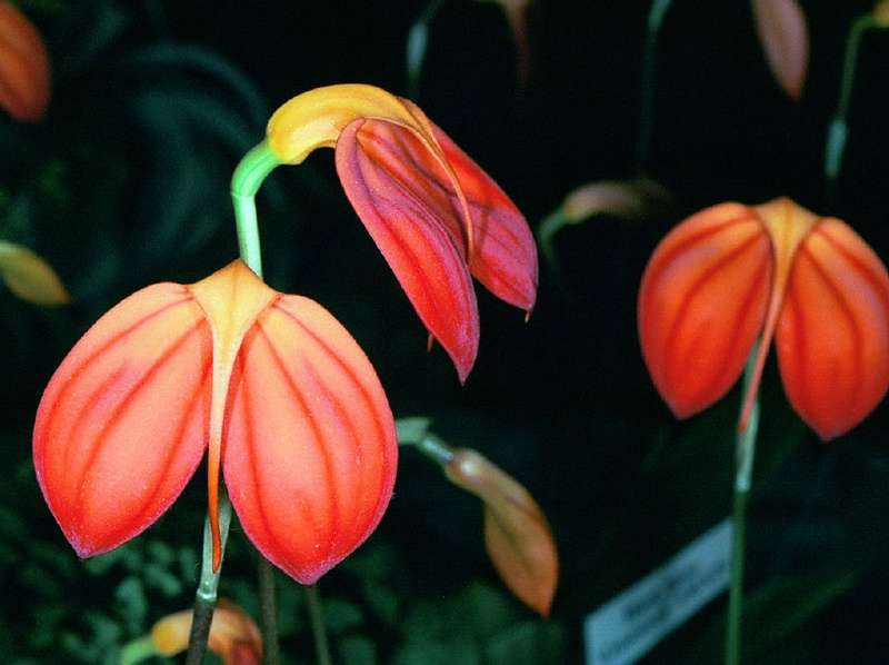 Orchidée Masdevallia ignea Orchidée Masdevallia ignea