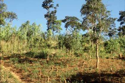 Exemple de déforestation illégale © FAO