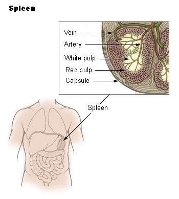 La pulpe blanche de la rate élabore les lymphocytes producteurs d'anticorps. © Wikipedia Commons, Domaine public