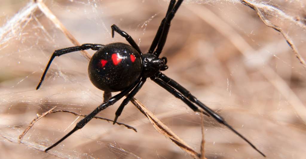 En France, la seule espèce d'araignée dangereuse est la « veuve noire ». © Sari ONeal, Shutterstock