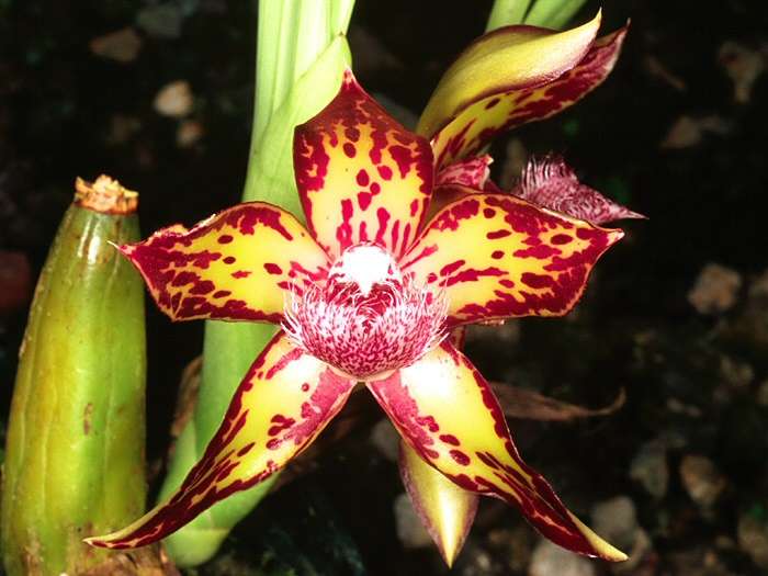 Orchidée Galeottia negrescens