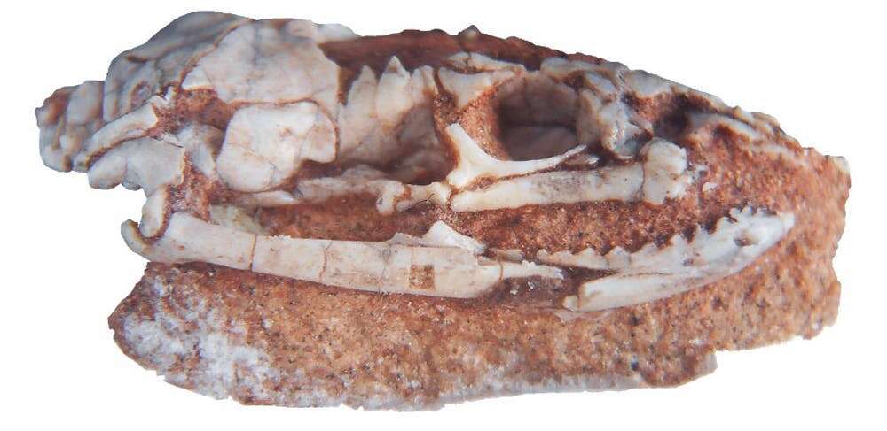 Le crâne fossile d’un serpent Najash. © Fernando Garberoglio, université de Buenos Aires