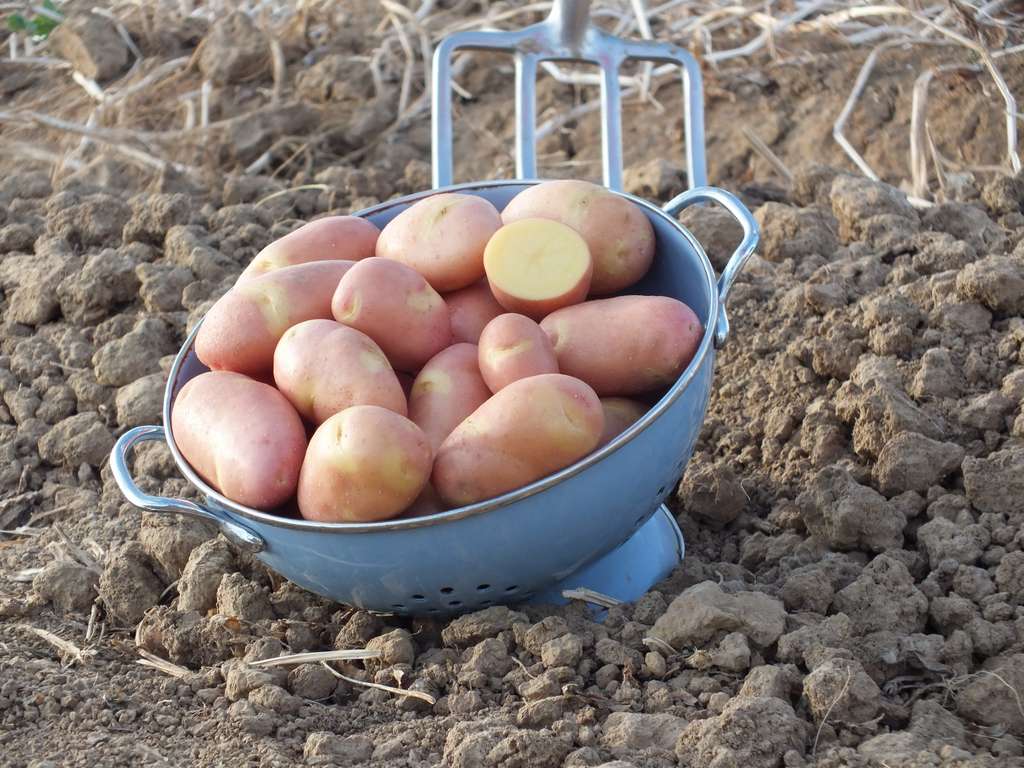 La pomme de terre Rose Anne est issue d'un croisement entre deux variétés. © Pomleg