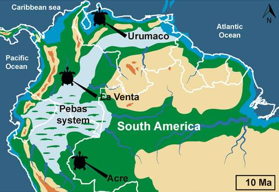 Stupendemys geographicus vivait en Amérique du sud il y a 10 millions d’années. © E.-A. Cadena et al, Science Advances, 2020