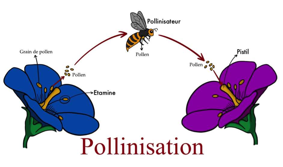 Schéma explicatif du processus de pollinisation. © Salomé Vercelot