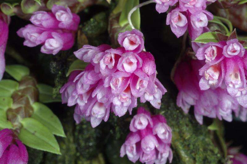 Orchidée Dendrobium Orchidée Dendrobium