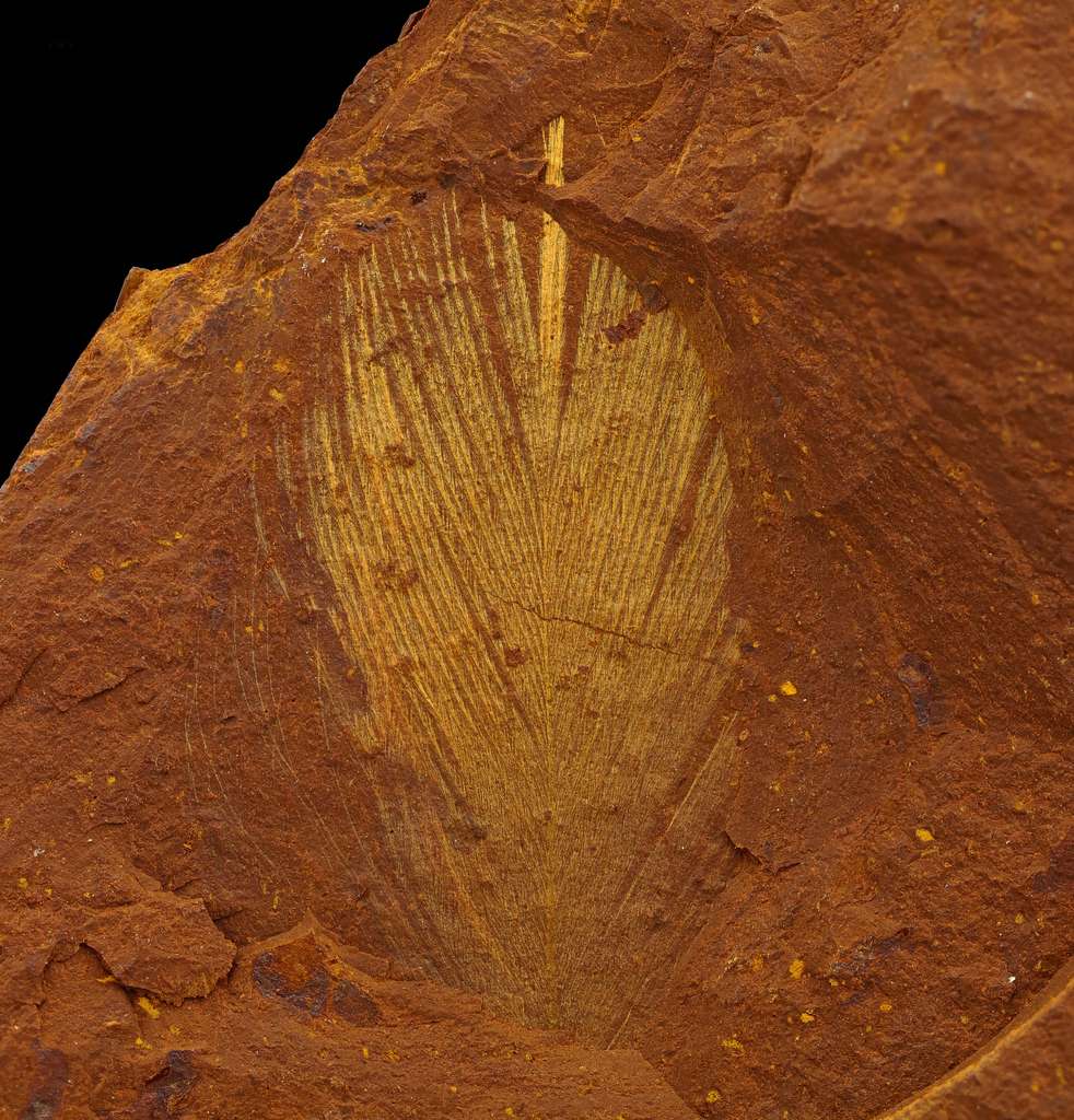 Il est extrêmement rare de trouver des empreintes fossiles de plumes car celles-ci sont composées de tissus fragiles. © Michael Frese