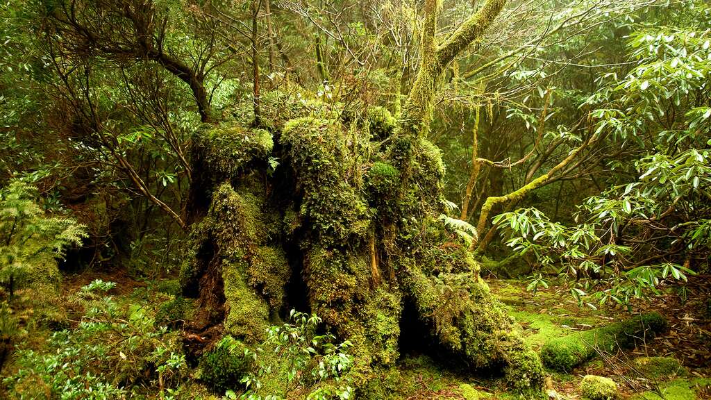 L'extraordinaire forêt de Yakushima L'extraordinaire forêt de Yakushima