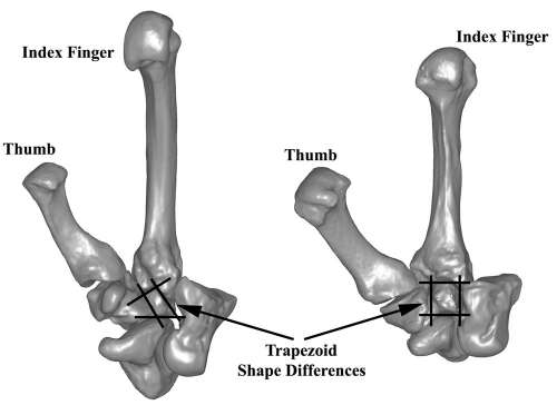 En 2007, Matthew Tocheri, du Museum d'histoire naturelle de Washington, avait comparé trois os du poignet de l'Homme de Florès (le scaphoïde, le trapézoïde et le capitatum) à ceux de l'Homme moderne, de l'Homme de Néandertal, de l'australopithèque, du gorille et du chimpanzé. Sa conclusion excluait l'hypothèse d'un nanisme et il soulignait la ressemblance avec les os de singes. © Matthew Tocheri, Science